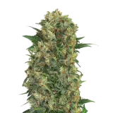 Master Kush
