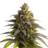 Purple Punch Auto