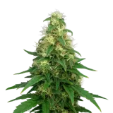 Super Silver Haze Auto