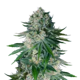 White Widow