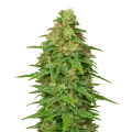 thumb of ACDC Auto Plant