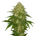 thumb of Afghani Auto Plant