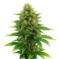 thumb of Amnesia Haze x Blueberry Auto Plant