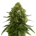 thumb of Amnesia Kush Auto Plant