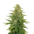 thumb of Apple Fritter Auto Plant