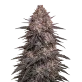 thumb of Archive Runtz Plant