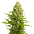thumb of Banana Kush Auto Plant
