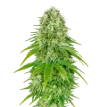 thumb of Big Bud Auto Plant