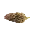 thumb of Blackberry Kush Auto Bud