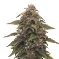 thumb of Blackberry Kush Auto Plant