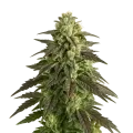 thumb of Blue Cheese Auto Plant