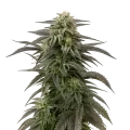 thumb of Blue Cheese Cannabis Plant
