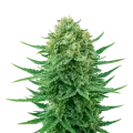 thumb of Blue Dream Auto Plant