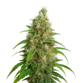 thumb of Bubblegum Auto Plant