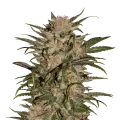 thumb of CBD Zkittlez Plant