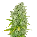 thumb of CBG Citrus Nectar Auto Plant