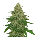 thumb of Chocolope Auto Plant