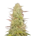 thumb of Chronic Cannabis Plant