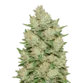 thumb of Cookies and Cream Auto Plant
