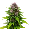 thumb of Critical Purple Auto Plant