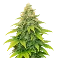 thumb of Fat Bastard Auto Plant