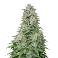 thumb of Forbidden Runtz plant