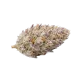 thumb of Glitter Bomb Cannabis Top