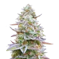 thumb of Glitter Bomb Cannabis Plant