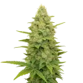 thumb of Gold Leaf Auto Plant
