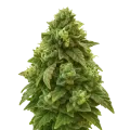 thumb of Green Crack Auto Plant