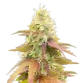 thumb of Gumbo Cannabis Plant