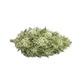thumb of Gush Mints Autoflower Cannabis-top