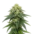 thumb of Gush Mints Autoflower Cannabis Plant