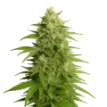 thumb of Haze Auto Plant