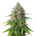 thumb of Hellfire OG Auto Plant