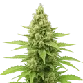 thumb of Humboldt Autoflower Plant