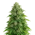 thumb of Jack Herer Auto Plant