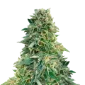 thumb of Jack Herer Plant