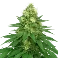 thumb of Jack Widow Auto Plant