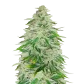 thumb of Kalifa Kush Plant