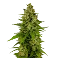 thumb of Kiwi Kush Auto Plant