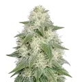 thumb of Lamb's Bread Autoflower Cannabis Plant