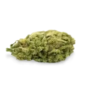 thumb of Lowryder bud