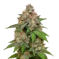 thumb of LSD Auto Plant