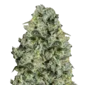 thumb of MAC 1 plant