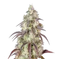 thumb of Mendo Breath Cannabis Plant