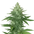 thumb of Moonshine Cookies Auto Plant