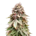 thumb of Nova OG plant