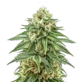thumb of Puff Pastry Cannabis Plant