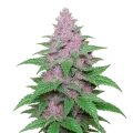 thumb of Purple Lemonade Auto Plant